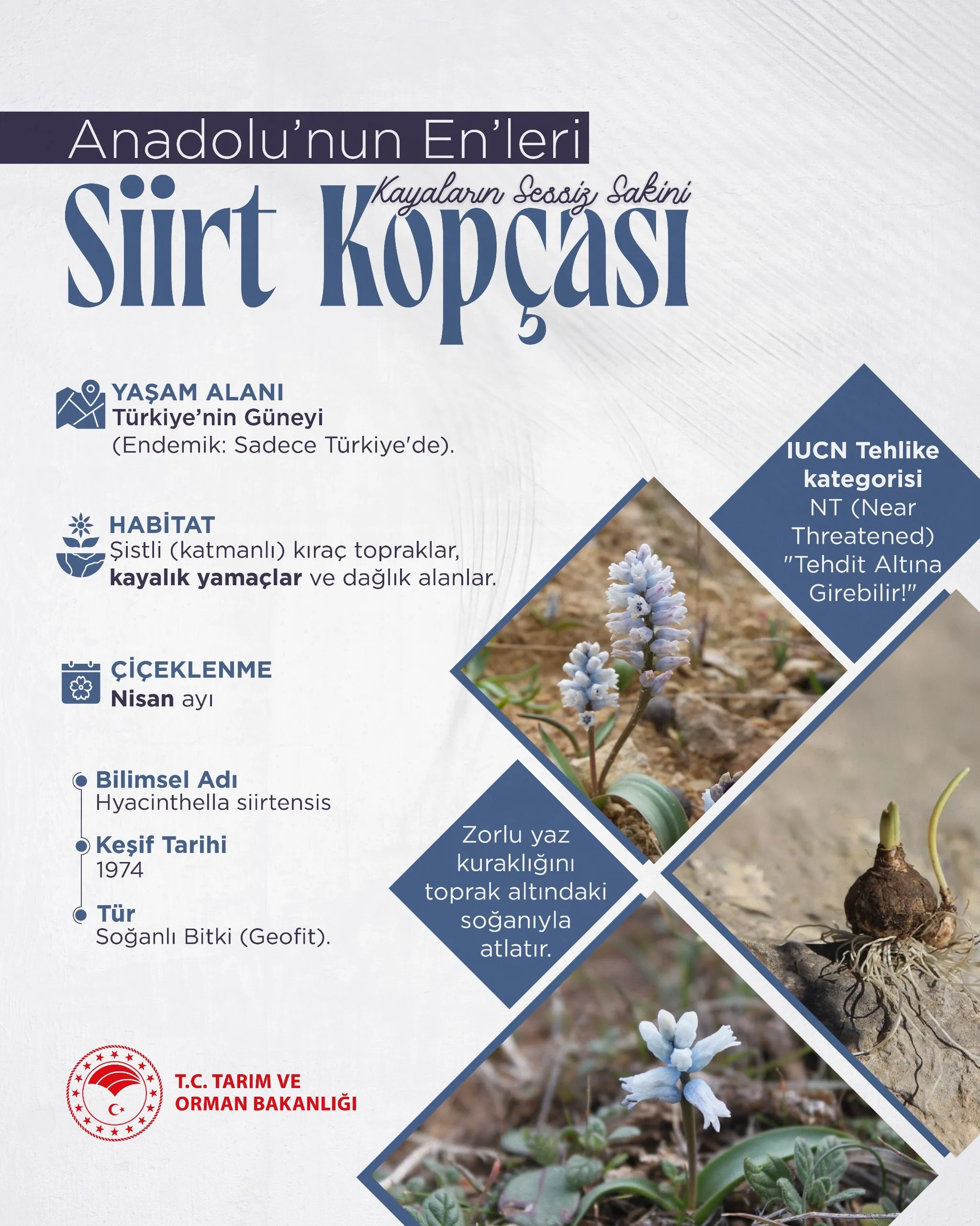 Siirt Kopçası, Anadolu'nun nadir bitkileri arasında