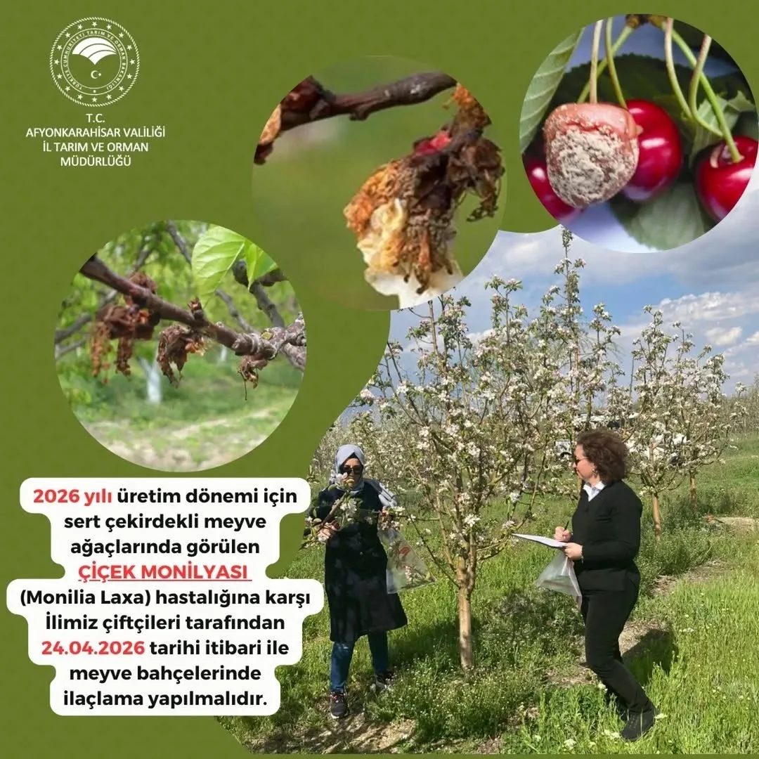 Üreticilerimizin Dikkatine: Çiçek Monilyası Hastalığına Karşı Alınması Gereken Tedbirler