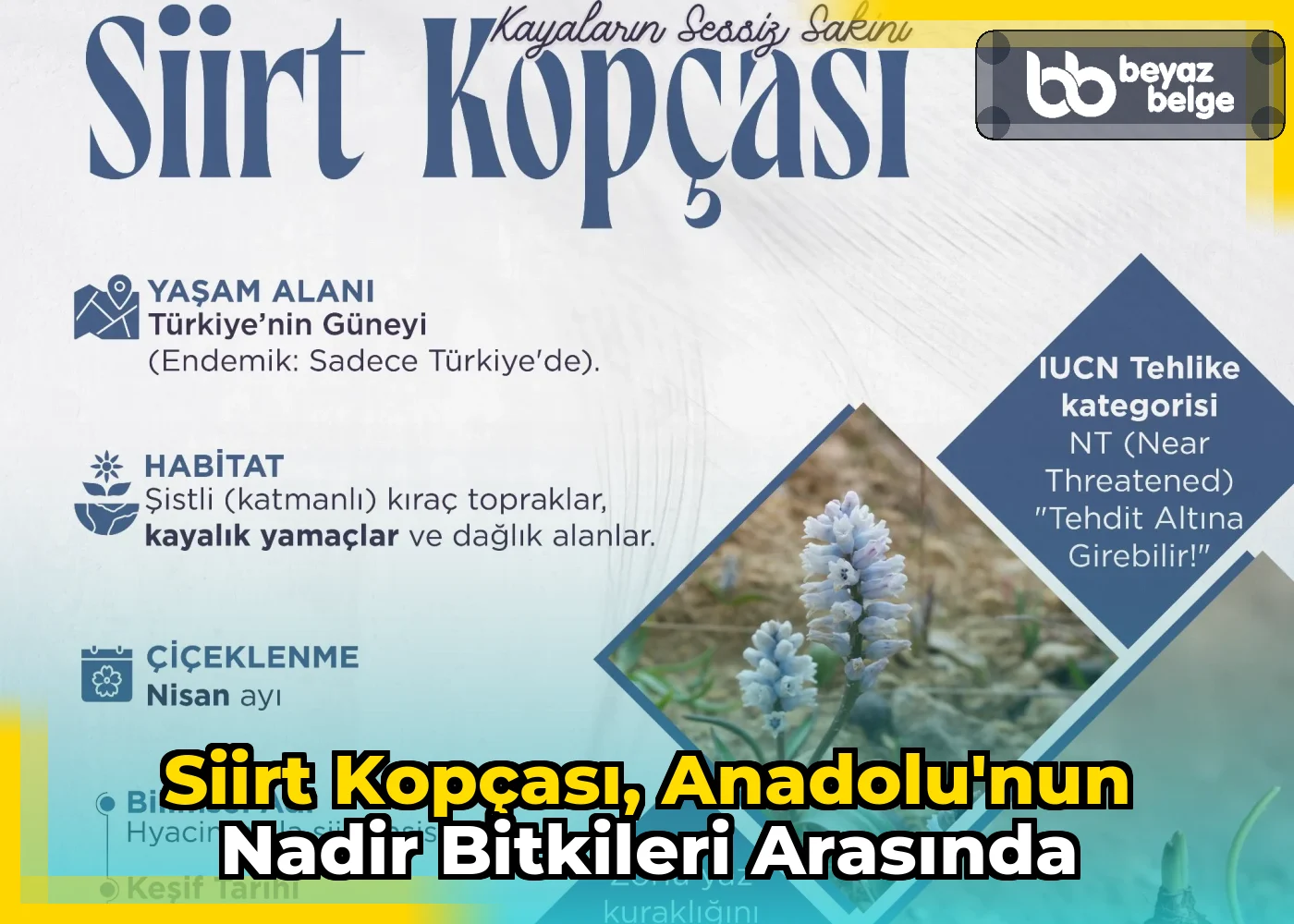Siirt Kopçası, Anadolu'nun nadir bitkileri arasında